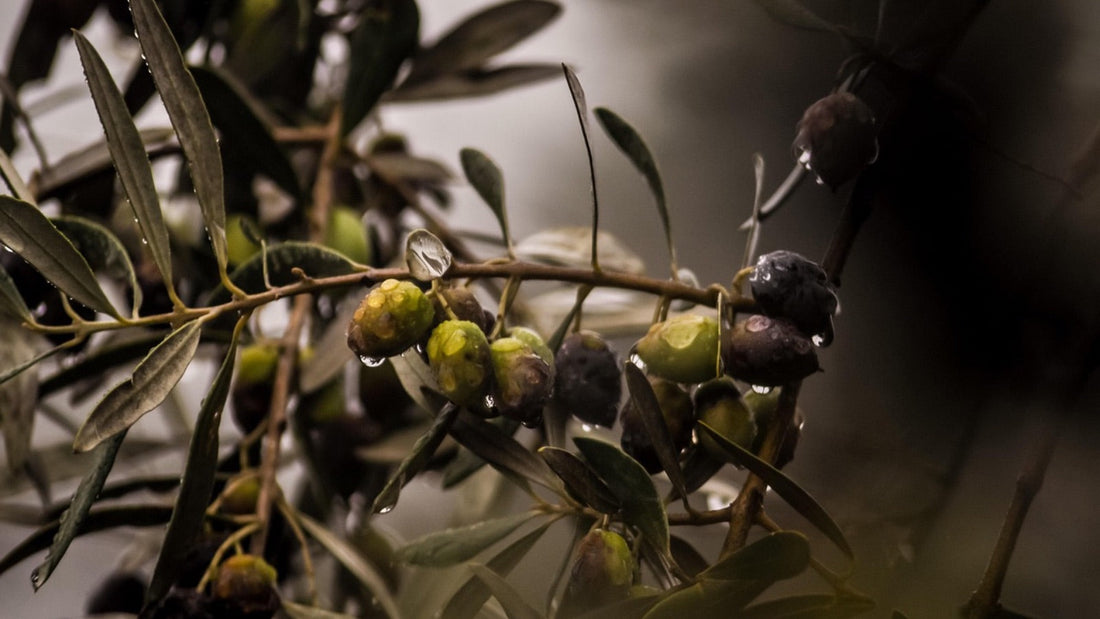 Ramo d'ulivo con le olive, il soggetto del rovescio della moneta