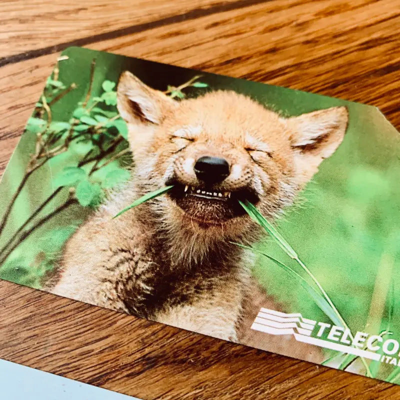 Cucciolo di coyote sorridente con gli occhi chiusi.